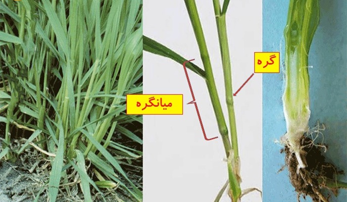 شروع ساقه روی گندم با تشکیل اولین گره و رشد میانگره ها