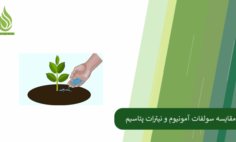 تصویر مقایسه نیترات پتاسیم و سولفات آمونیوم؛ دو کود حاوی نیتروژن با تأثیرگذاری متفاوت