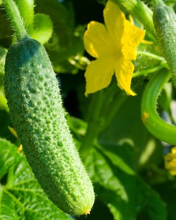  مقایسه سولفات آمونیوم و نیترات پتاسیم 2