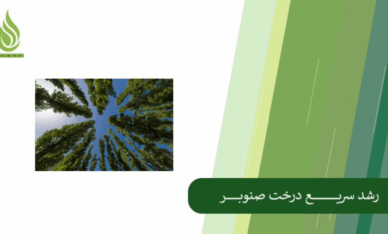 تصویر راهکارهای مهم برای رشد انفجاری و سریع درخت صنوبر