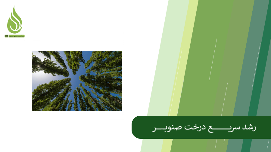 همه چیز درباره رشد سریع صنوبر