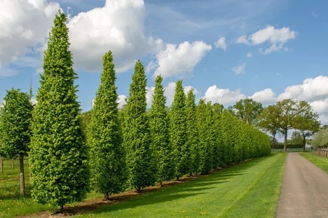 رشد سریع صنوبر- آبیاری مناسب