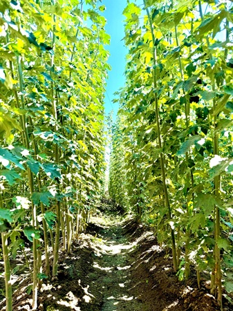 خاک مناسب - از راهکارهای رشد سریع صنوبر