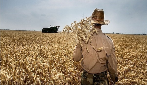 افزایش قیمت کود کشاورزی دولتی و غیردولتی