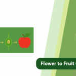 Flower to Fruit Conversion