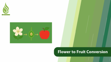 تصویر Everything About the Process of Flower to Fruit Conversion