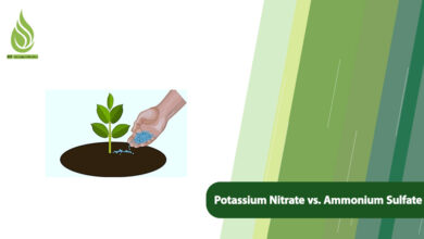 تصویر Potassium Nitrate vs. Ammonium Sulfate: Which One Is Better?