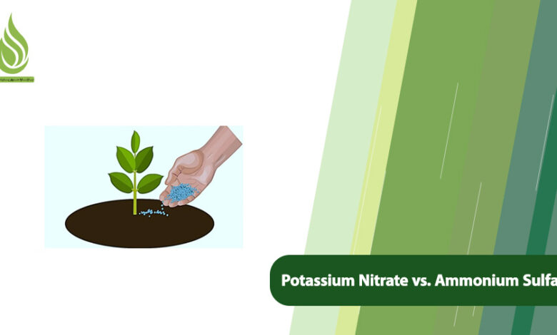 تصویر Potassium Nitrate vs. Ammonium Sulfate: Which One Is Better?