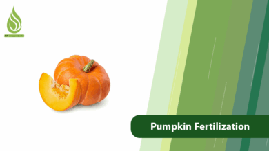 تصویر Pumpkin Fertilization Guide: From Planting to a Bountiful Harvest