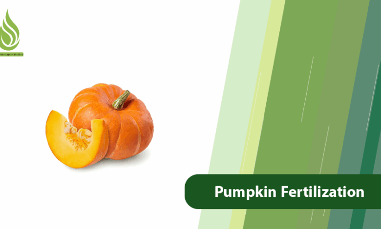تصویر Pumpkin Fertilization Guide: From Planting to a Bountiful Harvest