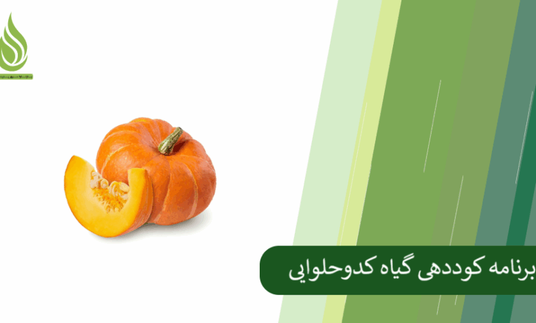 تصویر صفر تا صد کوددهی کدو حلوایی؛ از کاشت تا برداشت پرمحصول