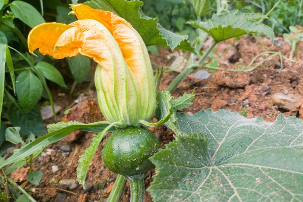 کوددهی کدو حلوایی در مرحله رشد گل و میوه