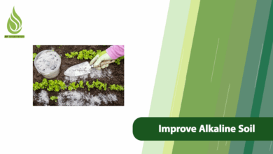 تصویر Why Does Soil Become Alkaline? How to Improve Alkaline Soil?