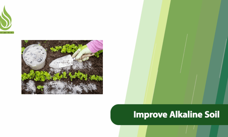 تصویر Why Does Soil Become Alkaline? How to Improve Alkaline Soil?