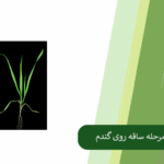 همه چیز درباره مدیریت تغذیه در مرحله ساقه روی گندم