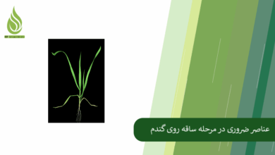 تصویر عناصر غذایی ضروری در مرحله ساقه روی گندم و غلات دیگر کدامند؟