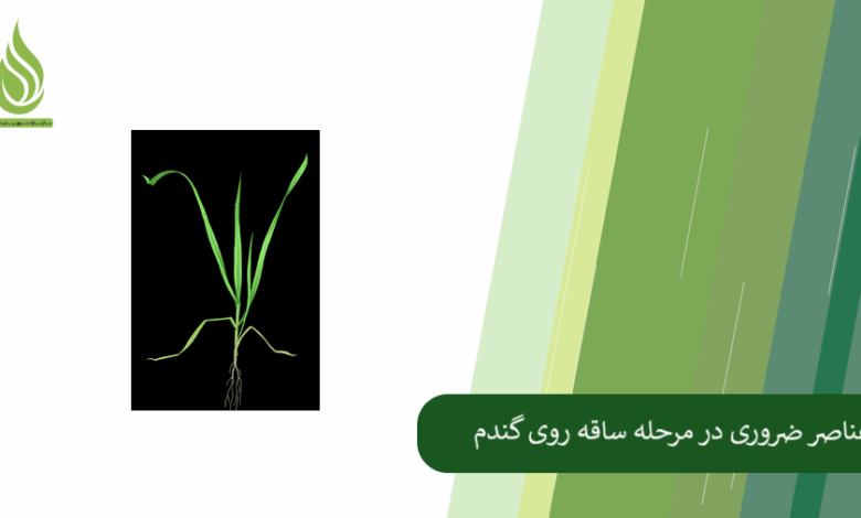 تصویر عناصر غذایی ضروری در مرحله ساقه روی گندم و غلات دیگر کدامند؟