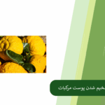 بررسی عارضه پفکی شدن پوست نارنگی و مرکبات