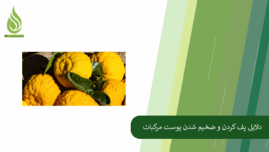 تصویر علت پفکی شدن پوست پرتقال و نارنگی چیست؟ + پیشگیری از پف کردن پوست مرکبات