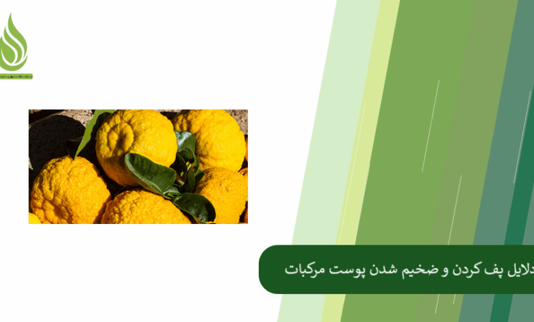 تصویر علت پفکی شدن پوست پرتقال و نارنگی چیست؟ + پیشگیری از پف کردن پوست مرکبات