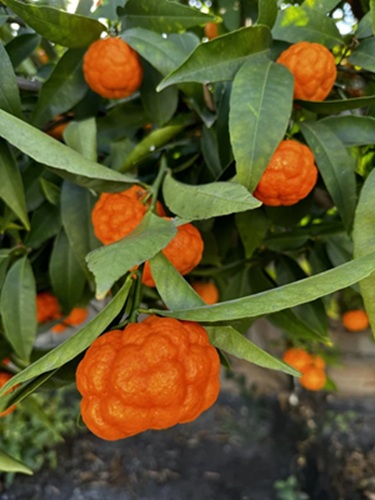 معرفی عارضه پفکی شدن پوست نارنگی و مرکبات