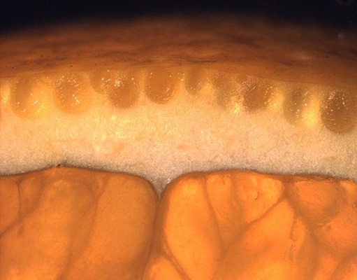 دلیل بروز عارضه پفکی شدن پوست نارنگی و مرکبات