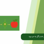 فرایند تبدیل گل به میوه در درختان و گیاهان