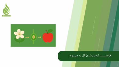 تصویر فرآیند تبدیل شدن گل به میوه (بررسی مراحل، هورمون ها و شرایط محیطی مؤثر)