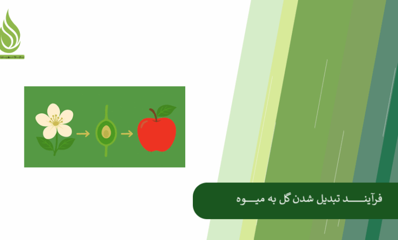 تصویر فرآیند تبدیل شدن گل به میوه (بررسی مراحل، هورمون ها و شرایط محیطی مؤثر)