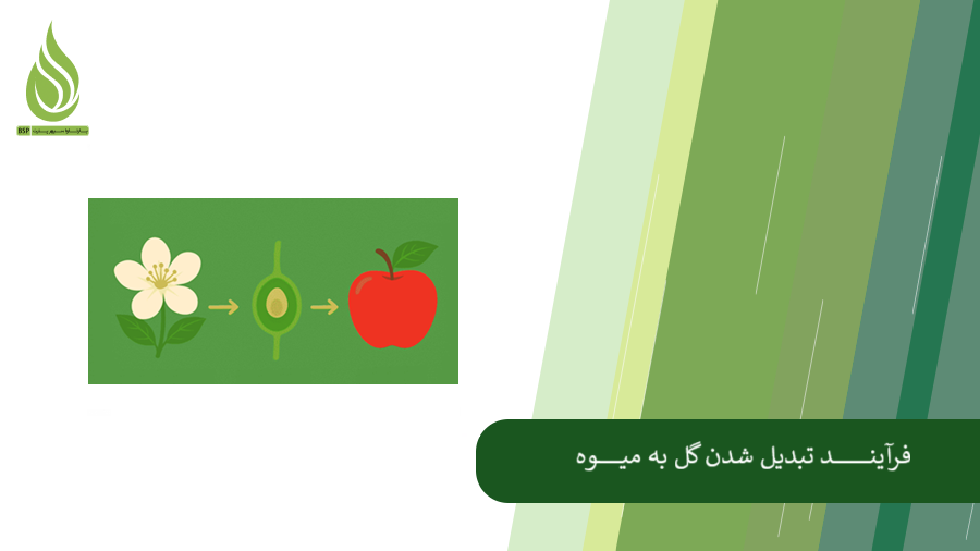 فرایند تبدیل گل به میوه در درختان و گیاهان