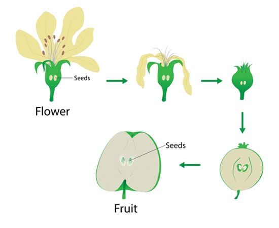 مراحل تبدیل گل به میوه 
