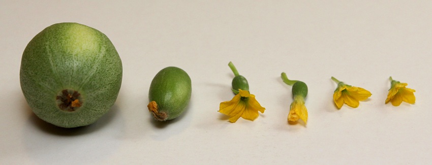 مراحل تبدیل گل به میوه و رشد میوه