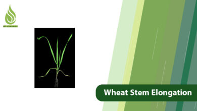 تصویر Essential Nutrients and Strategies for Wheat Stem Elongation