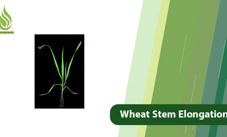 تصویر Essential Nutrients and Strategies for Wheat Stem Elongation