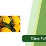 citrus Puffy Peel