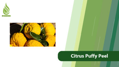 تصویر Why Does Citrus Peel Become Puffy and How to Prevent It?