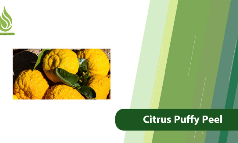 تصویر Why Does Citrus Peel Become Puffy and How to Prevent It?