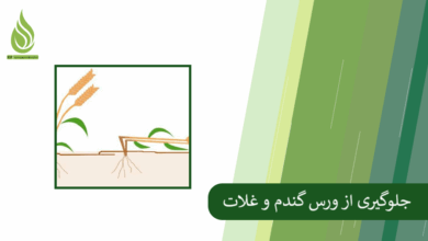 تصویر ورس گندم چیست؟ روش های افزایش استحکام ساقه و کاهش ورس در غلات کدامند؟