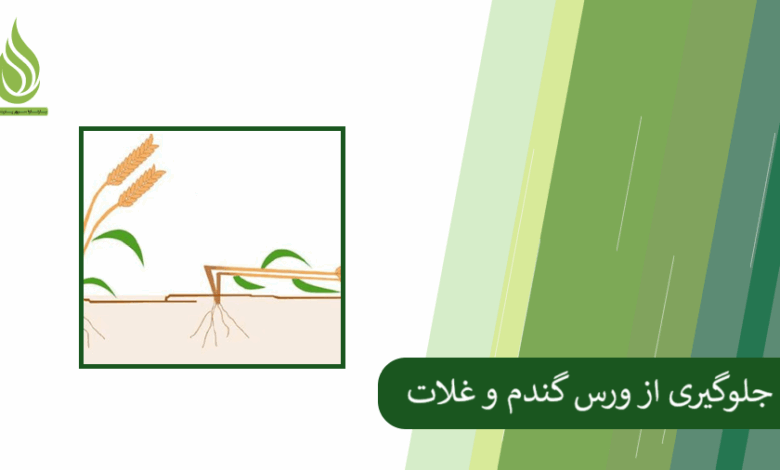 تصویر ورس گندم چیست؟ روش های افزایش استحکام ساقه و کاهش ورس در غلات کدامند؟