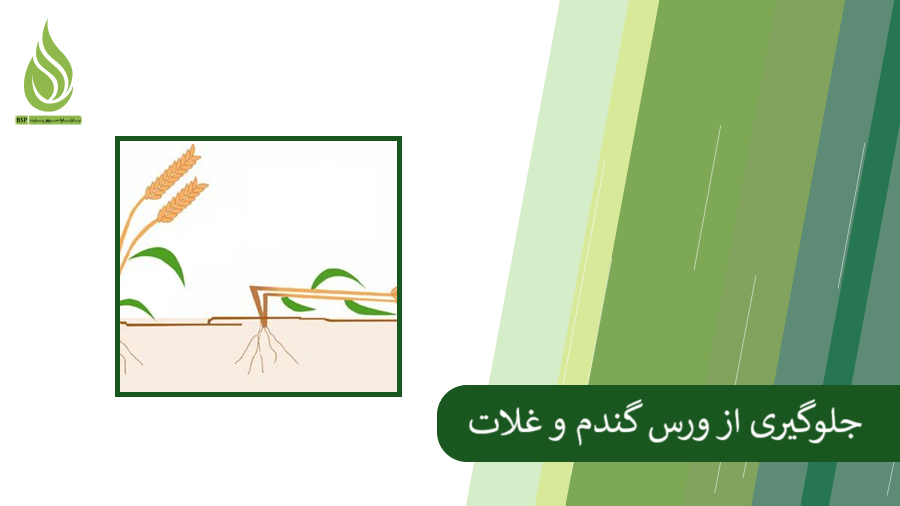 همه چیز درباره ورس گندم و راه های جلوگیری از آن