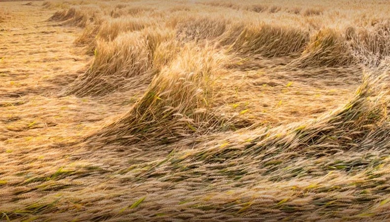 راه های جلوگیری از ورس گندم