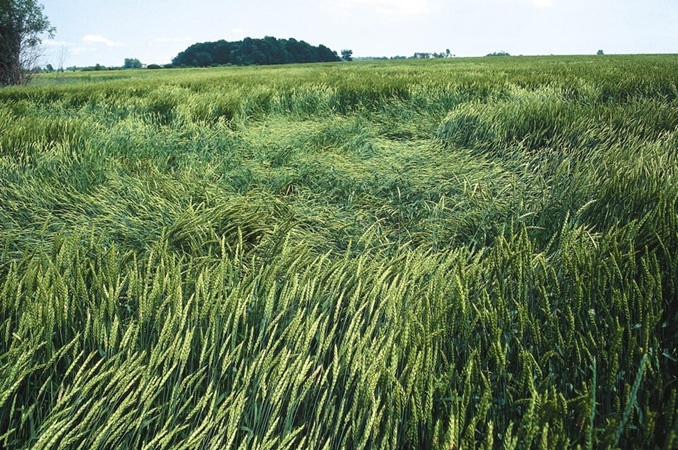 تعریف ورس گندم