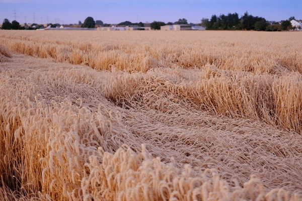 دلایل بروز ورس گندم