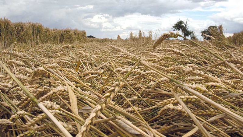 نشانه های ورس گندم