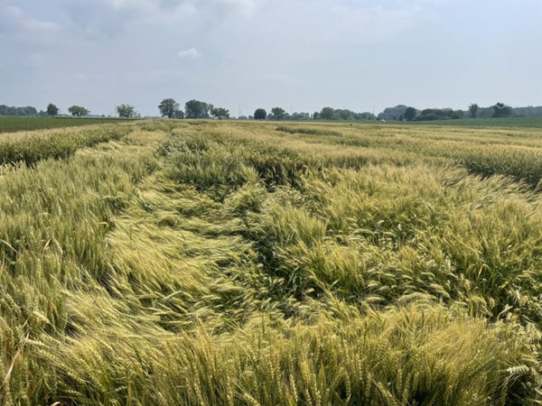 میزان خسارت در ورس گندم