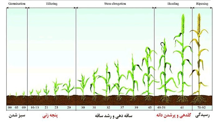 مراحل رشد گندم- ساقه روی گندم و...