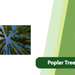 Poplar Trees Growth