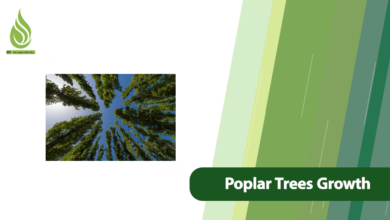 تصویر Key Strategies for Rapid Growth in Poplar Trees
