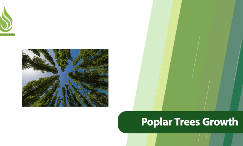 تصویر Key Strategies for Rapid Growth in Poplar Trees
