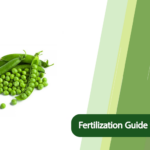 Green Peas Fertilization